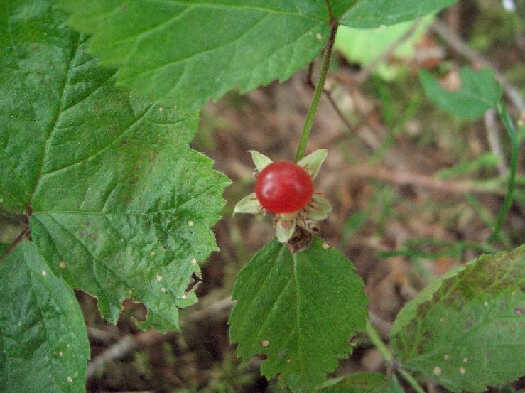 Rubus saxatilis / Rovo erbajolo